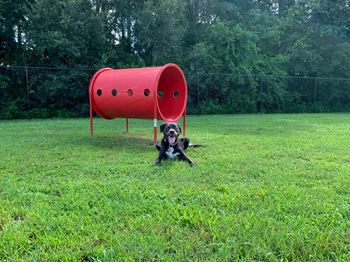 Interactive Pet Park with Washing Station